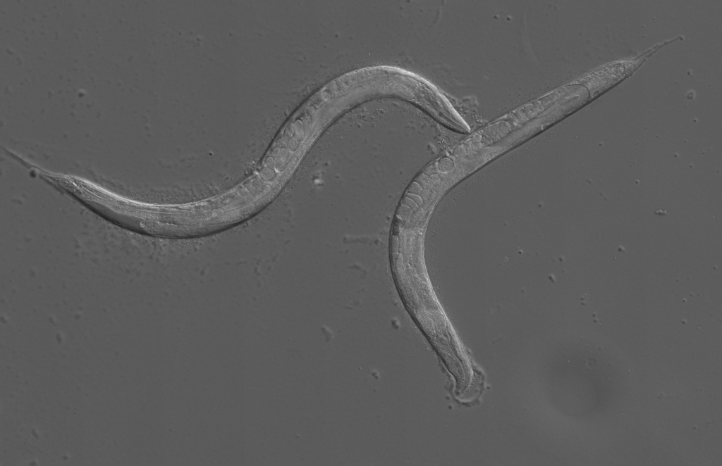 C elegans